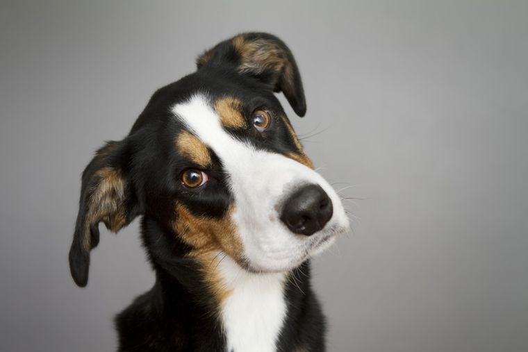 Foto: Shutterstock