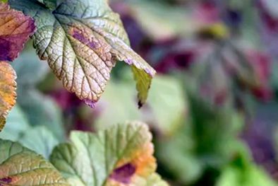 MDZol | Si un árbol tiene hojas de un color rojizo o morado podría ser una señal de que las plantas tienen una deficiencia de fósforo. Foto: Andrey Maximenko