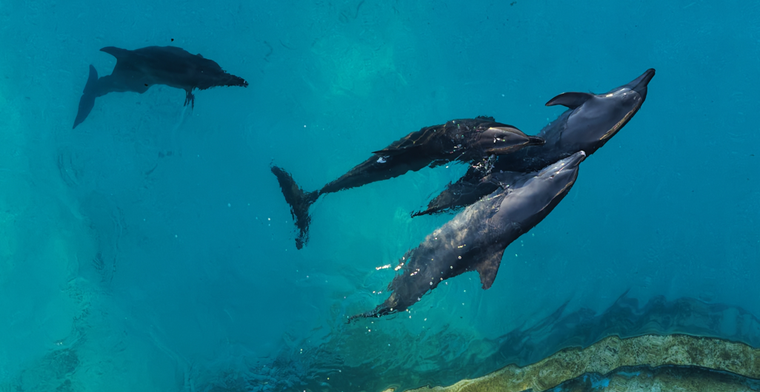 Nueve delfines han estado en un parque acuático de Cancún clausurado hace un año.