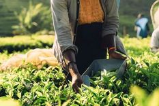 Un miembro de la Junta Del Té de Sri Lanka afirmó que es la primera vez que se utiliza té para saldar una deuda externa. Foto: GETTY IMAGES