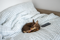 Estos explica el comportamiento de nuestros amigos de cuatro patas Foto: Shutterstock