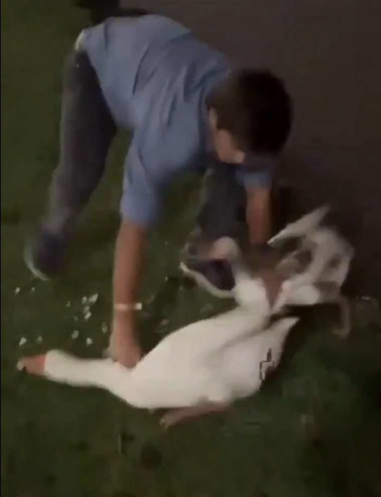 Los dos gansos estaban alimentándose tranquilamente.