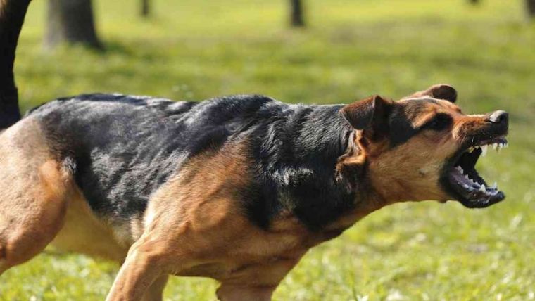 La nena fue atacada por un perro de la zona que ingresó a la casa por una cerca perimetral
