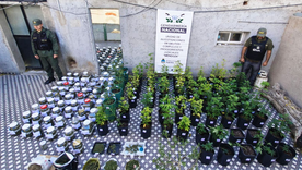 Los frascos con cogollos de marihuana y los plantines de cannabis secuestrados durante los allanamientos en Mendoza. Los frascos con cogollos de marihuana y los plantines de cannabis secuestrados durante los allanamientos en Mendoza.