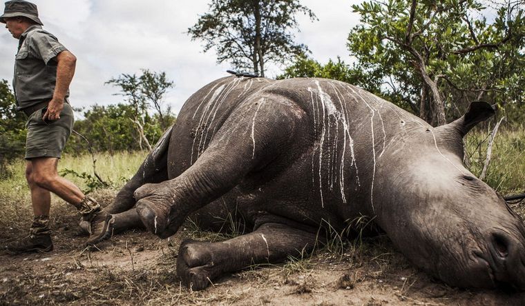 Miles de ejemplares de rinoceronte son víctimas de la caza furtiva. Foto: EFE Miles de ejemplares de rinoceronte son víctimas de la caza furtiva. Foto: EFE