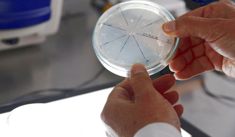 Las bacterias, objeto de estudio de científicos de USA. Foto: Efe.
