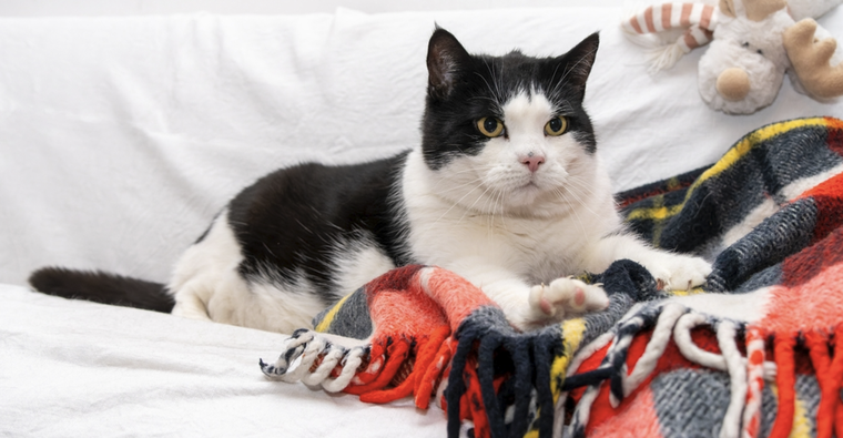 Los gatos suelen amasar mantas, sillones o humanos. Foto: Shutterstock