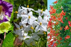 Cobaea Escandinava, Solanum jasminoides  y Ampsis radicans. Foto: Imagen hecha con fotos de homesandgardens.com