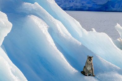 MDZol | El puma fue visto en el Lago Argentino. Foto: Foto: Cortesía Luis Alejandro Acharez