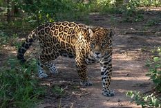 Foto: Rewilding Argentina