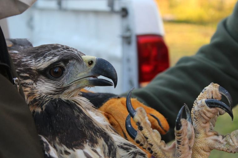 El animal parecía tener una expresión casi humana. Foto: Gobierno de Mendoza
