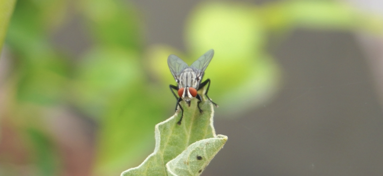 Con este sencillo truco podrás ahuyentar estos insectos molestos Foto: Shutterstock