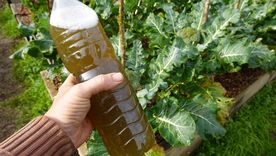 Este abono líquido hará que las plantas crezcan fuertes y sanas. Este abono líquido hará que las plantas crezcan fuertes y sanas.
