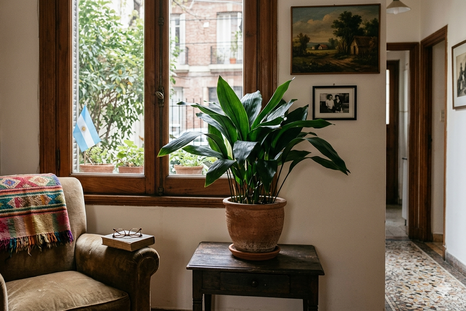 Las plantas que resisten a la calefacción. Fuente: IA Gemini. Las plantas que resisten a la calefacción. Fuente: IA Gemini.