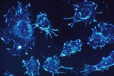 Foto: www.wikipedia.com