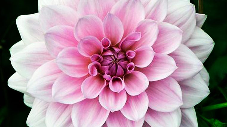 Las dalias Florecen desde principios de verano hasta casi finales de otoño. Foto: Pinterest