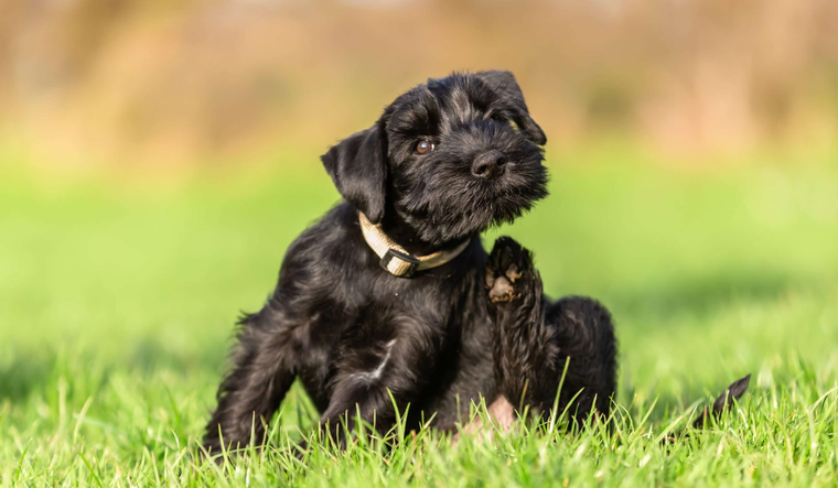 Traemos unos remedios caseros imperdibles para sacarle las pulgas a los perros. Foto: Shutterstock