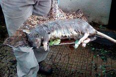 una rata gigante en una escuela de parana