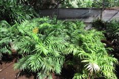 Estás plantas son efectivas para combatir la humedad de las paredes. Foto: Shutterstock