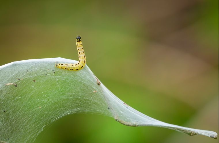 Sueños Conoce el significado de soñar con gusanos Foto: Shutterstock