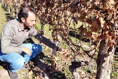 El ingeniero agrónomo Sebastián Bonfanti nos enseña un sencillo pasa para poder hacer una planta nueva de un parral heredado de nuestros abuelos.