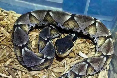 Fuerte: Qué pasa si no tratás a tiempo una mordedura de serpiente venenosa