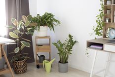 Las mejores plantas para la entrada, según los que saben de jardinería y Feng Shui. Fuente: Freepik.