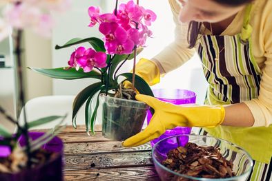 MDZol | El especialista en plantas de MDZ Radio, Luis Canziani, brindó una serie de recomendaciones para trasplantar de manera adecuada tus plantas. Foto: SHUTTERSTOCK