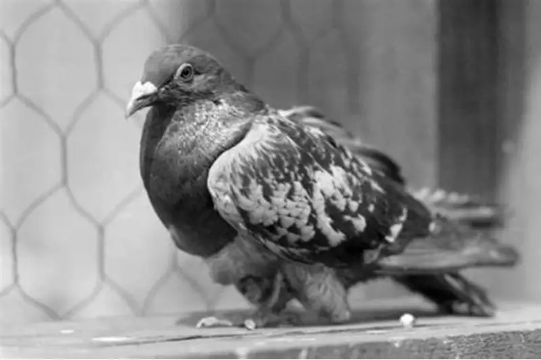 Cher Ami no fue la única paloma homenajeada.