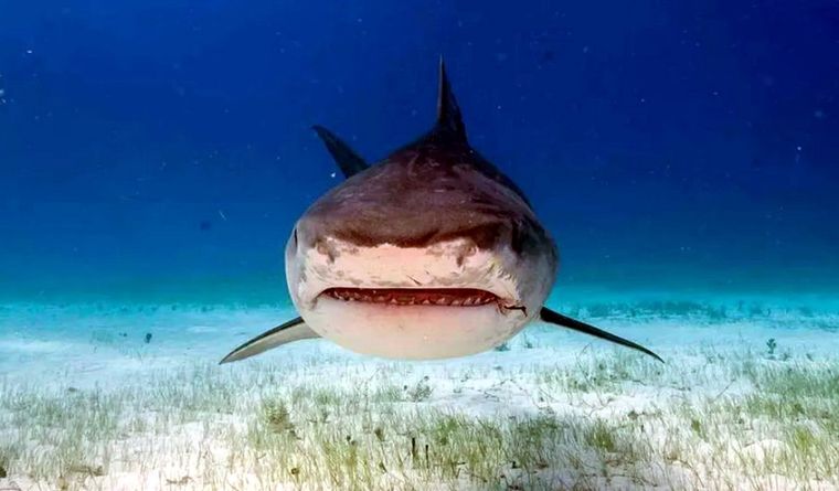 tiburón tigre El tiburón tigre suele medir más de cuatro metros. Foto: Efe.