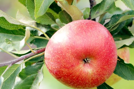 La cáscara aporta nutrientes. Foto: Freepik.es La cáscara aporta nutrientes. Foto: Freepik.es