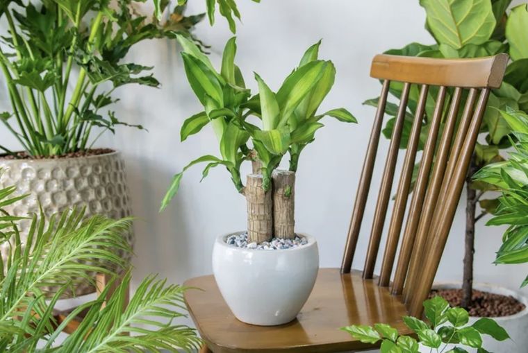 Por qué el palo de agua es la planta ideal para el interior del hogar. Foto: Shutterstock