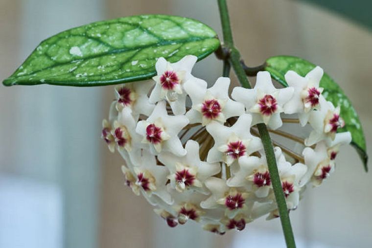 Este tipo de plantas es ideal para soportar altas temperaturas y tener perfumado todo el hogar.