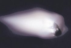 El núcleo del cometa Halley observado desde la Tierra El núcleo del cometa Halley observado desde la Tierra