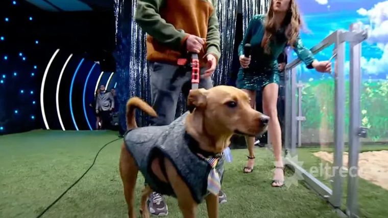 El nuevo juego de perros en ElTrece. El nuevo juego de perros en ElTrece.