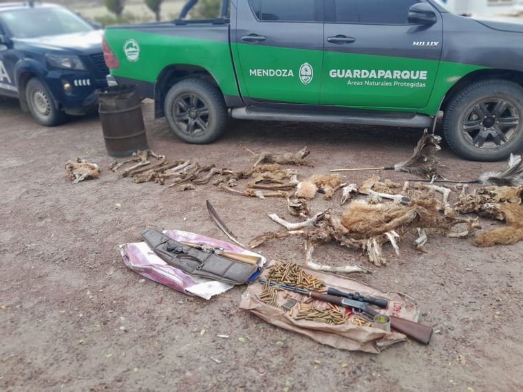 Restos de guanacos y zorros, evidencia del daño de la caza furtiva en Malargüe. Foto: Prensa Gobierno de Mendoza