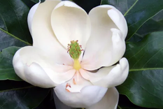 Magnolia virginiana, una de las variedades más bellas de esta planta. Foto: homesandgardens.com