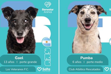 La Municipalidad de Salta lanzó una ingeniosa campaña de adopción. La Municipalidad de Salta lanzó una ingeniosa campaña de adopción.