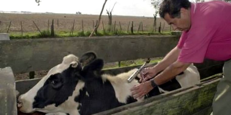 Lo profesionales deberán elegir un delegado para que los represnete en el Colegio de Veterinarios de Mendoza. Foto: Web