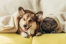 Mascotas podrán acceder a tratamientos con cannabis medicinal.&nbsp;