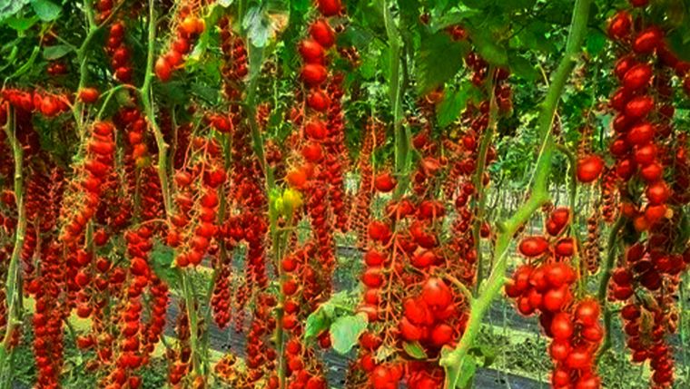 Cultivos de tomates cherry, en forma vertical. Cultivos de tomates cherry, en forma vertical.
