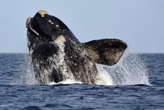 Una pareja que navegaba en kayak capturó un momento muy especial al ser rodeados por ballenas francas. Foto: Télam
