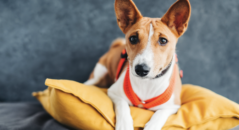 El Basenji tiene su origen en Congo, África. Foto: Shutterstock