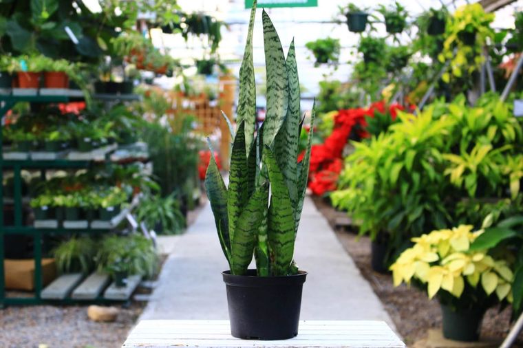 Jardinería. La lengua de suegra libera oxígeno durnte la noche. Foto: Cross Creek Nurserey & Landscaping Jardinería. La lengua de suegra libera oxígeno durnte la noche. Foto: Cross Creek Nurserey & Landscaping