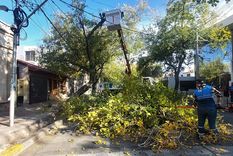 El proyecto de reforma de la normativa que regula el arbolado público en la provincia tomó ritmo en la Legislatura.