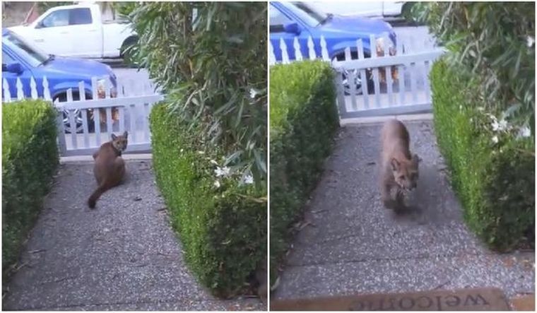 El puma se metió a la vivienda.