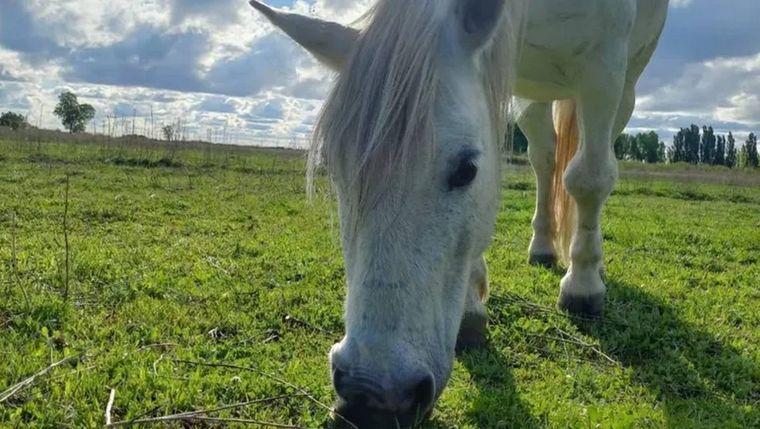 Carlitos era un caballo de 16 años que fue robado de una granja de la Asociación Civil Kawell Anay de Catriel, en Río Negro. Foto: Asociación Civil Kawell Anay