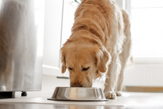Cuidado con darle en exceso este alimento a tu perro. Foto: Shutterstock
