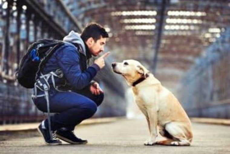Perro Perro, adiestramiento Foto: Parraqueños