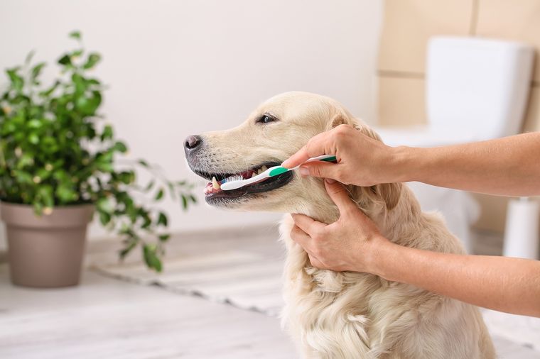 Los expertos aconsejan lavarle los dientes a los perros Foto: Shutterstock